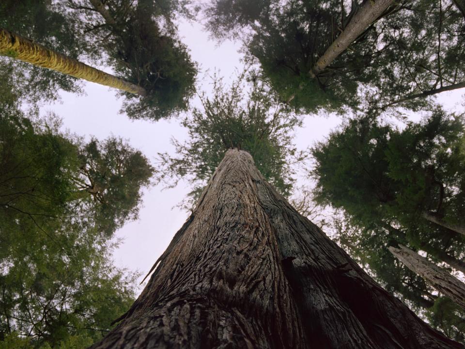 Unlike new tree plantations, old-growth forests in coastal British Columbia, with trees ranging from 250 to 2,000 years old, provide habitat for rare and endangered species and absorb climate-warming carbon dioxide.