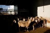 A flock of Manchegan sheep gather in a barn in the outskirts of La Solana