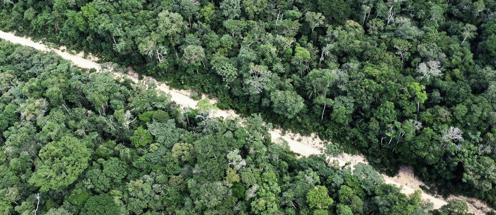 Les pertes de carbone de l'Amazonie brésilienne sont environ 18% supérieures aux gains.
