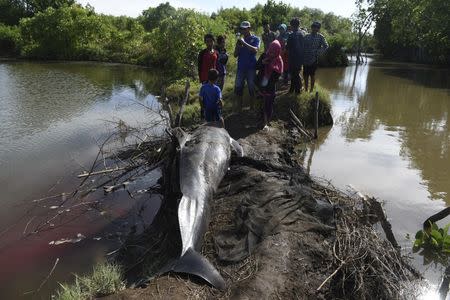 Residents take pictures of dead whale stranded on the coast of Pesisir beach in Probolinggo, Indonesia, June 16, 2016. Antara Foto/Zabur Karuru/via REUTERS