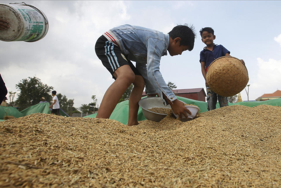 FILE - In this Nov. 17, 2019, file photo, boys help their family for collect rice during harvest season in Samroang Tiev village, outside Phnom Penh, Cambodia. Nearly a half-billion people in the Asia-Pacific are still malnourished and to achieve a goal of zero hunger by 2030 requires that millions escape food insecurity each month, according to a report released Wednesday by United Nations agencies. (AP Photo/Heng Sinith, File)