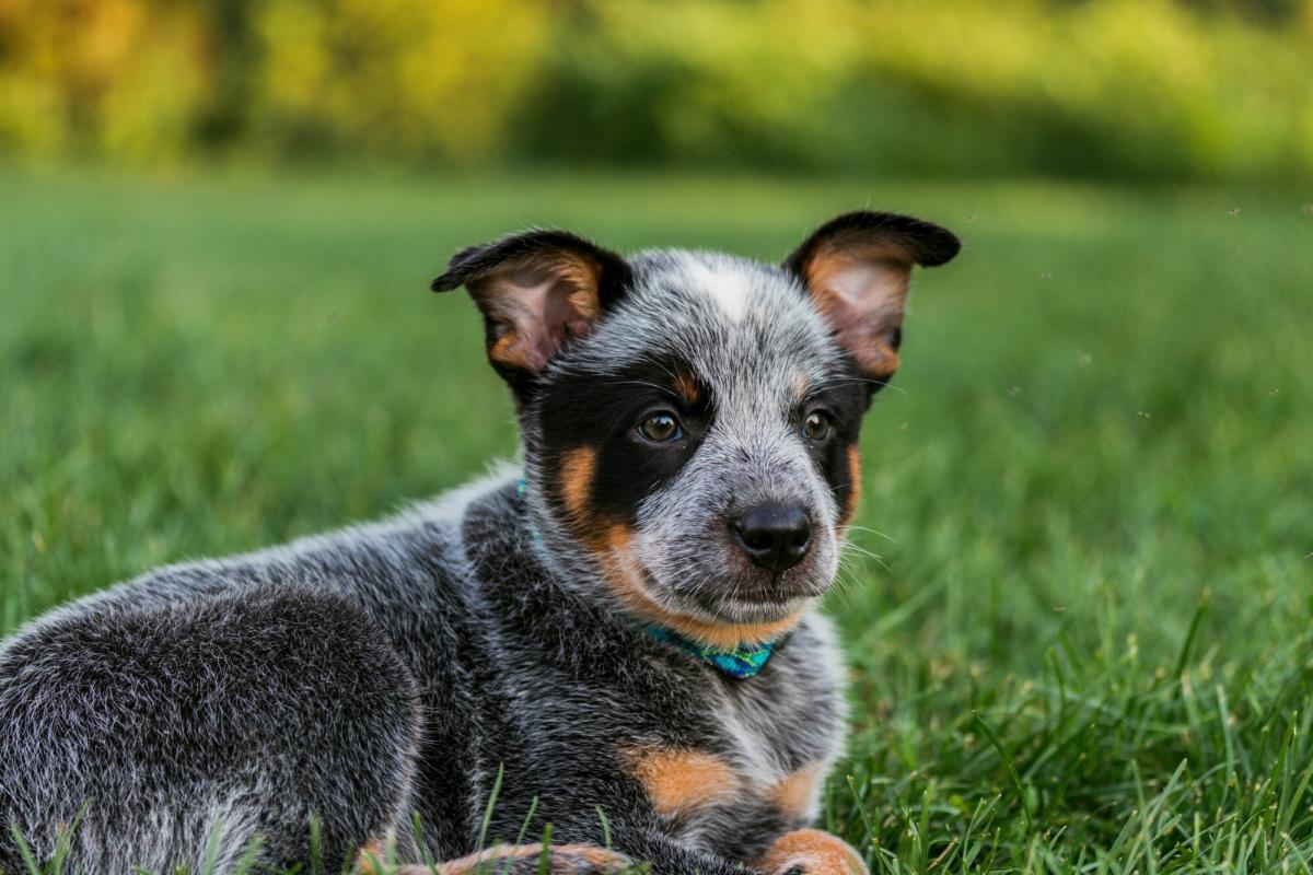 blue heeler cattle dogs