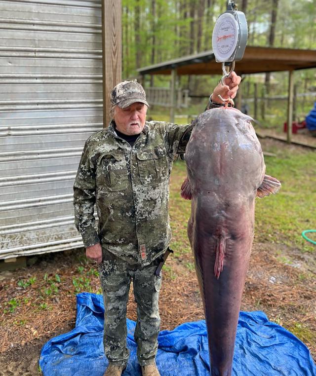 These giant Mississippi state record catfish weigh over 100 pounds, but how  old are they?