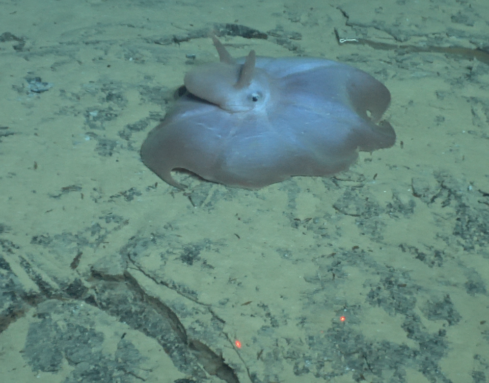 A rare 'Dumbo' octopus was among the creatures photographed during a science verification expedition with Alvin this summer.