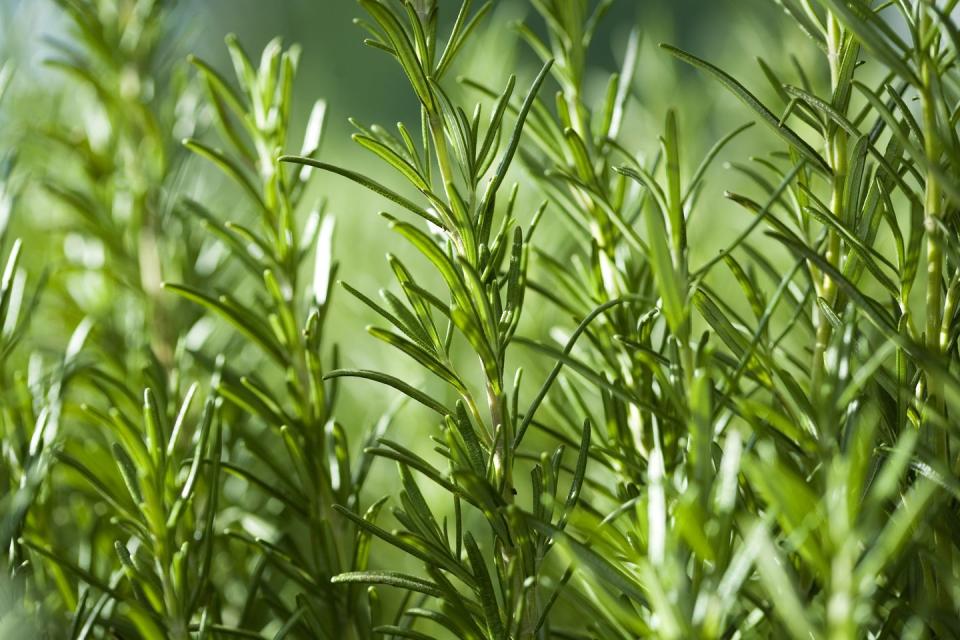 close up of fresh rosemary plant