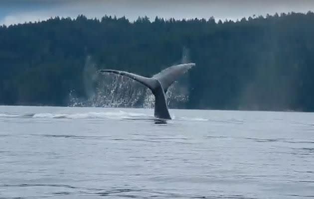 The creatures happily frolic beside the boats. Photo: YouTube/Wildcoast Adventures