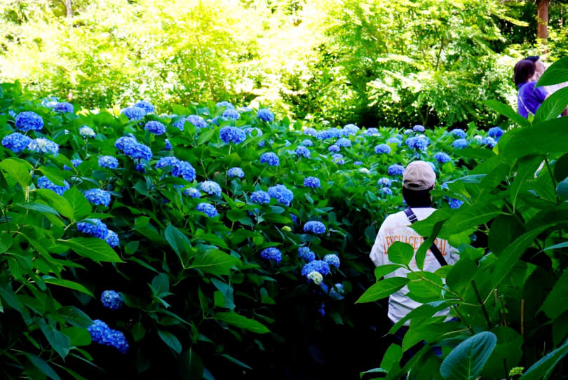 不少日本當地民眾都會趁著紫陽花季造訪雲昌寺。