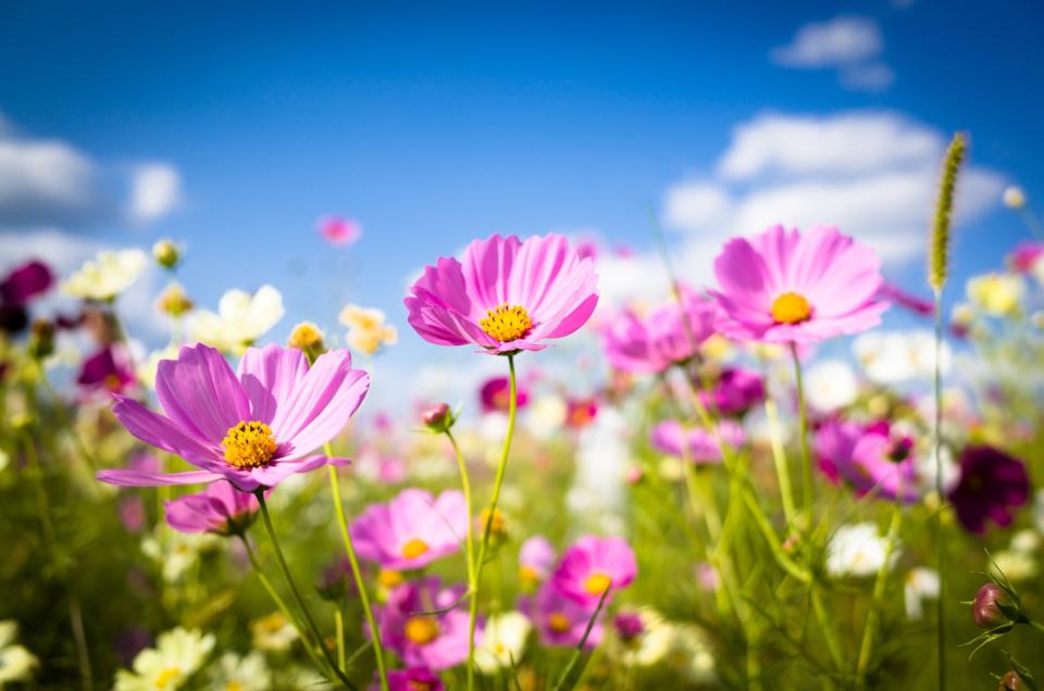 繽紛的波斯菊花海（示意圖 圖片來源：Getty Creative）