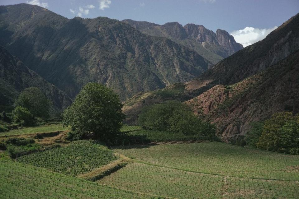 The vineyards of Ao Yun, located in the villages of Adong, Xidang, Sinong and Shuori, at the foot of the sacred Meili mountain in China's Yunnan province, near Tibet.