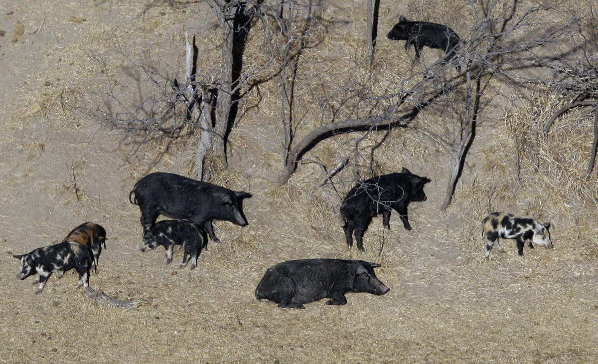 L’explosion de la population de porcs sauvages dans les prairies de l’ouest canadien menace d’envahir les États du nord des États-Unis