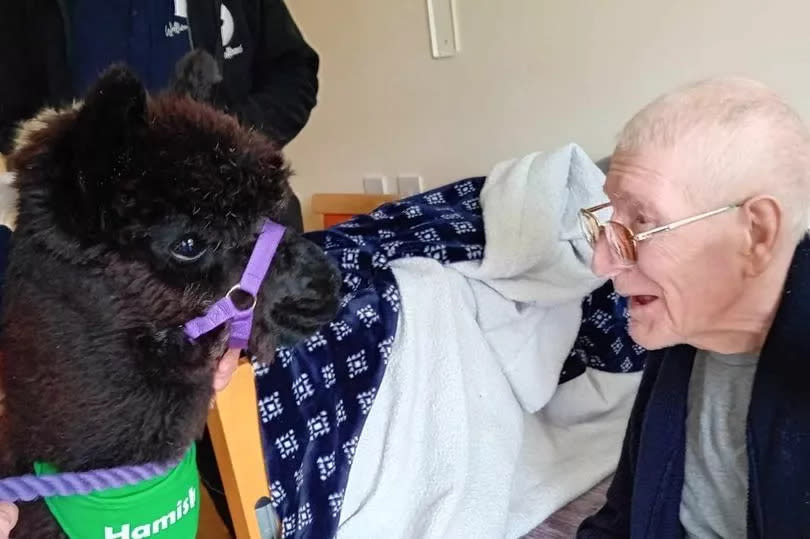 A care home resident has a close look at one of the alpacas