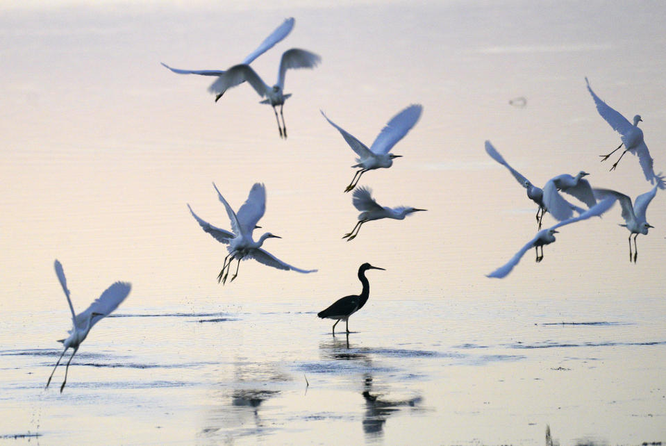 Several birds fly above water in Everglades National Park in Florida