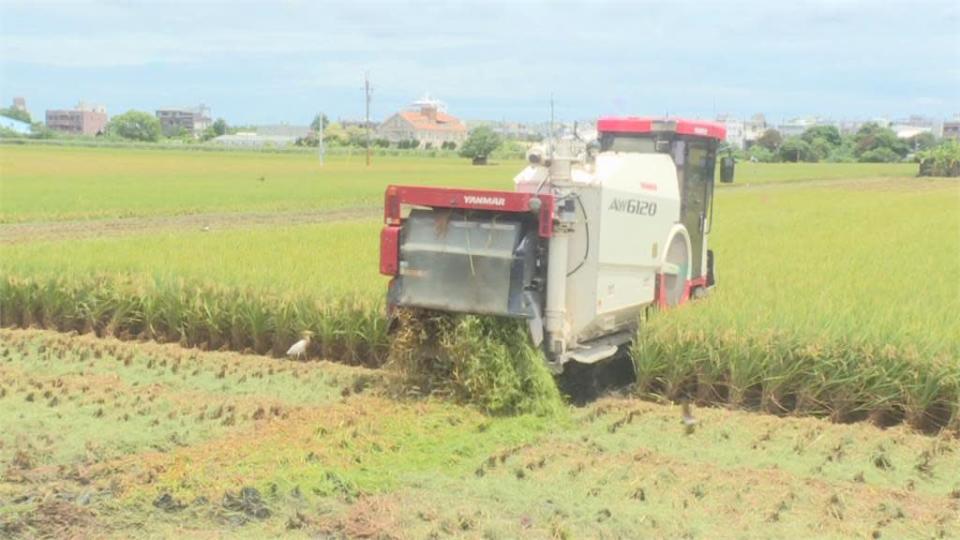 農民痛心！水稻成「空包彈」　雲林10鄉鎮傳稻熱病