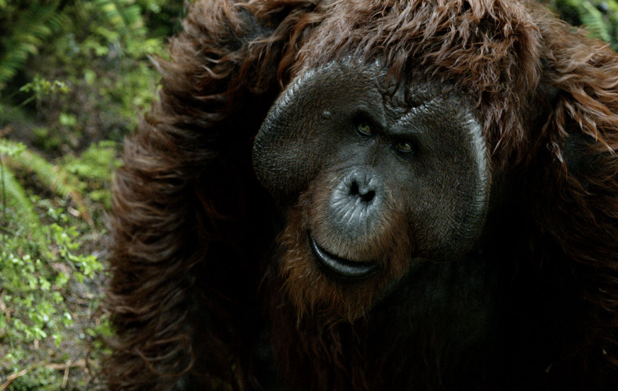 Up close image of an orangutan peering through foliage, possibly from a TV or movie scene