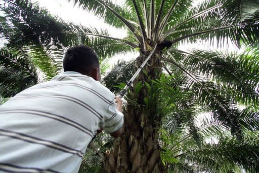 A farmer plugs palm oil fruits from a tree at a plantation in Malaysia's eastern town of Bukit Kuantan. A planned corporate listing aimed at transforming Malaysia's vital palm oil industry has been clouded by allegations it could short-change the country's politically powerful farmers