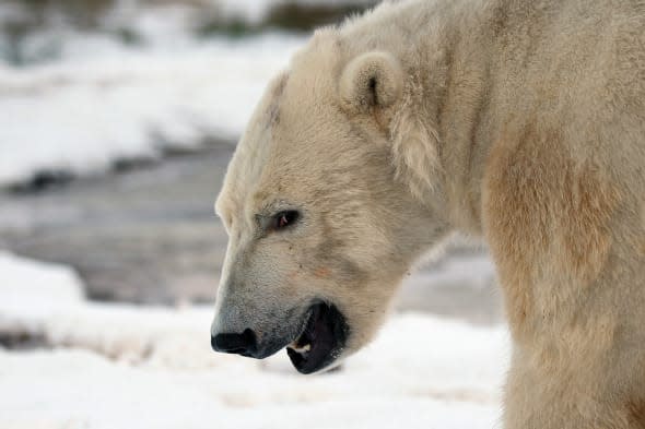 Walker The Polar Bear Celebrates His 3rd Birthday