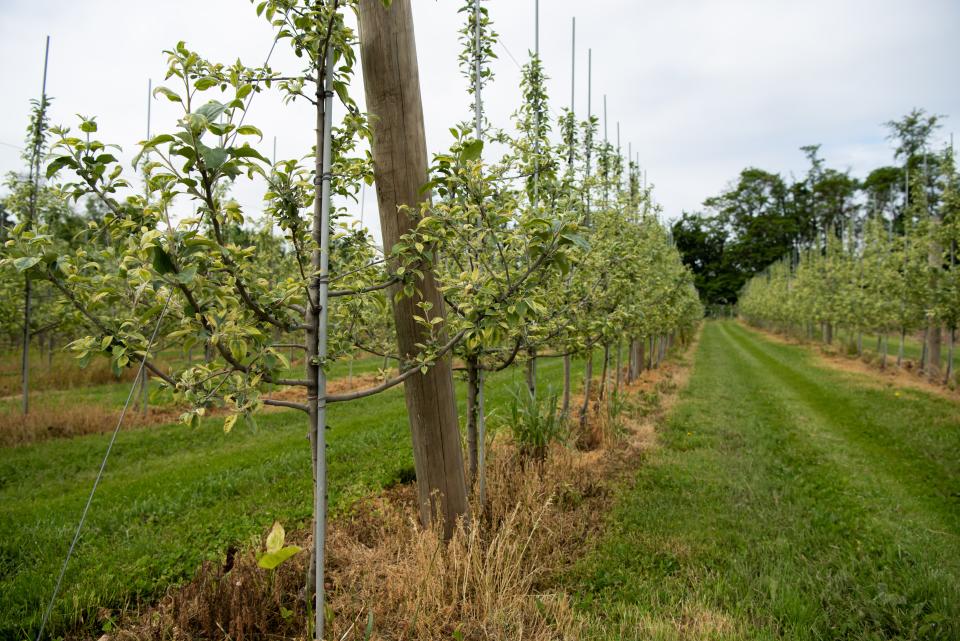 Rows of apple trees line the orchard at Manoff Market Gardens in Solebury Township on Thursday, May 26, 2022.