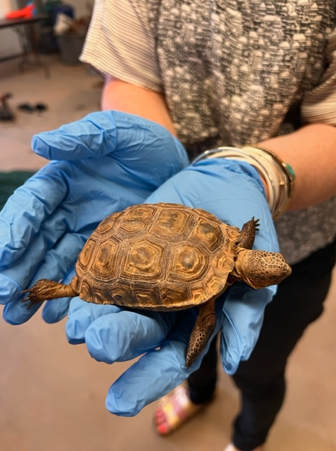 The Utah Division of Wildlife Resources announced Tuesday that it is hosting a brand-new, never-before-seen event: A desert tortoise meet-and-greet. (Courtesy: Utah Division of Wildlife Resources)