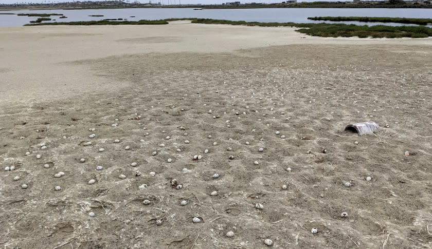 This undated photo provided by the California Department of Fish and Wildlife show some 3,000 elegant tern eggs that were recently abandoned on a nesting island at the Bolsa Chica Ecological Reserve in Huntington Beach, Calif., after a drone, prohibited in the area, crashed and scared off the would be parents. (California Department of Fish and Wildlife via AP)