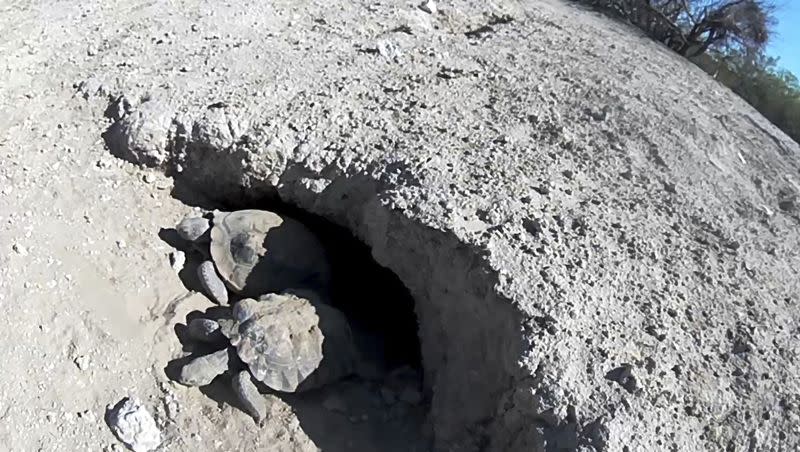 In this image provided by the Clark County Desert Conservation Program taken from a video monitor, Mojave Max, top, and another desert tortoise emerge from their burrow, Monday, April 24, 2023, at the Desert Preserve in Las Vegas. Officials in Nevada say the emergence was the latest since 2000 for the critter compared locally with Punxsutawney Phil in Pennsylvania. Biologists in Las Vegas think a wet and cold winter kept the soil temperature cool at the tortoise’s burrow longer this year.