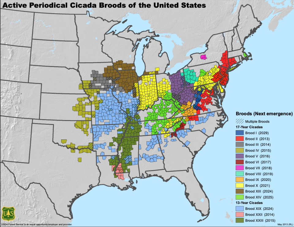 Map shows where periodical cicadas emerge in the U.S. / Credit: USDA