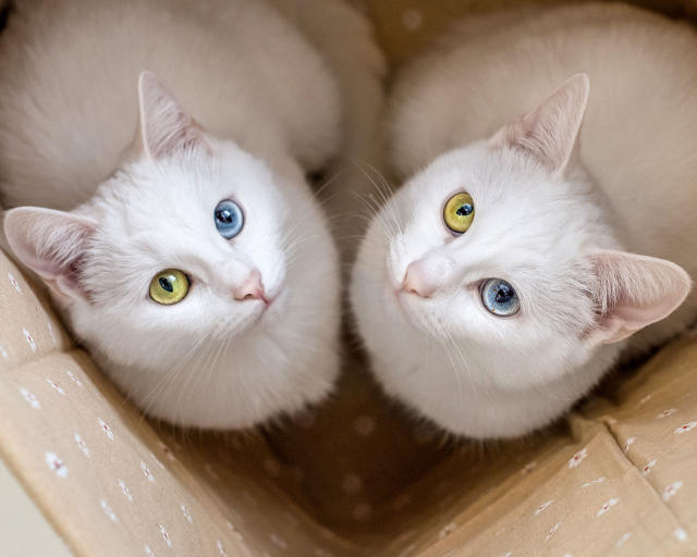 2 different colored eyes cats