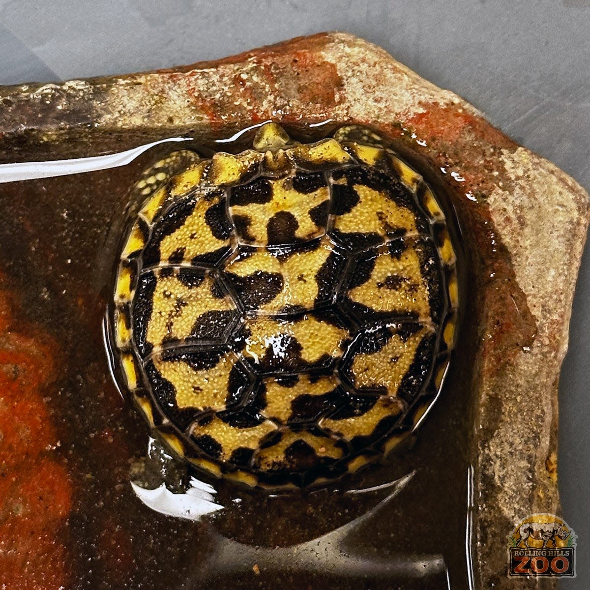 An African pancake tortoise hatching soaks in water. The tortoise was recently hatched at Rolling Hills Zoo as part of conservation efforts for the species.