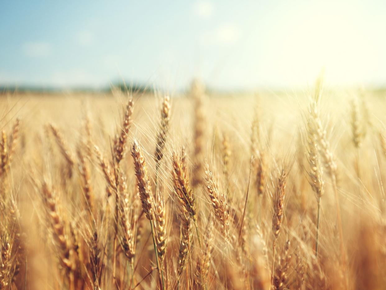 golden wheat field and sunny day