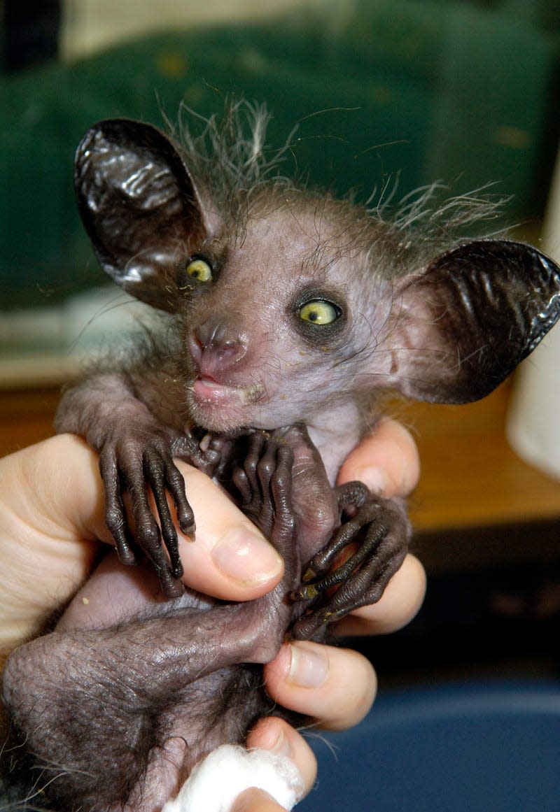 A young aye-aye is held by a human.