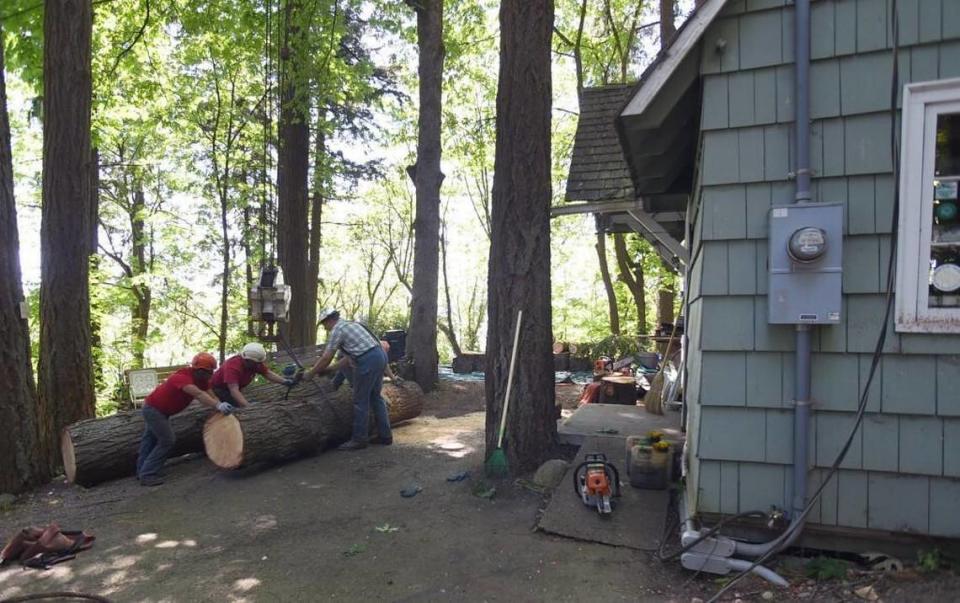 Utilizing a 100-foot boom crane a crew from Ron’s Stump Removal and & Tree Service carefully cuts and removes an over 100 year-old, 150-foot fir which was nearly touching the historic Sherwood Press cabin which overlooks Capital Lake on May 11.