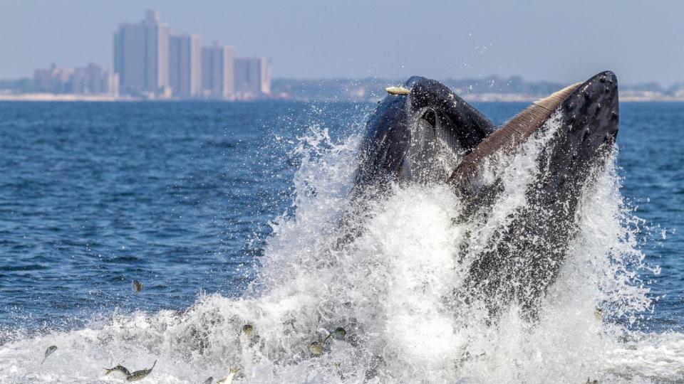 PHOTO: A humpback whale feeding off NYC's Rockaway Peninsula with Rockaway Beach in the background, Sept. 4, 2014, in New York City.  (Artie Raslich/Getty Images)