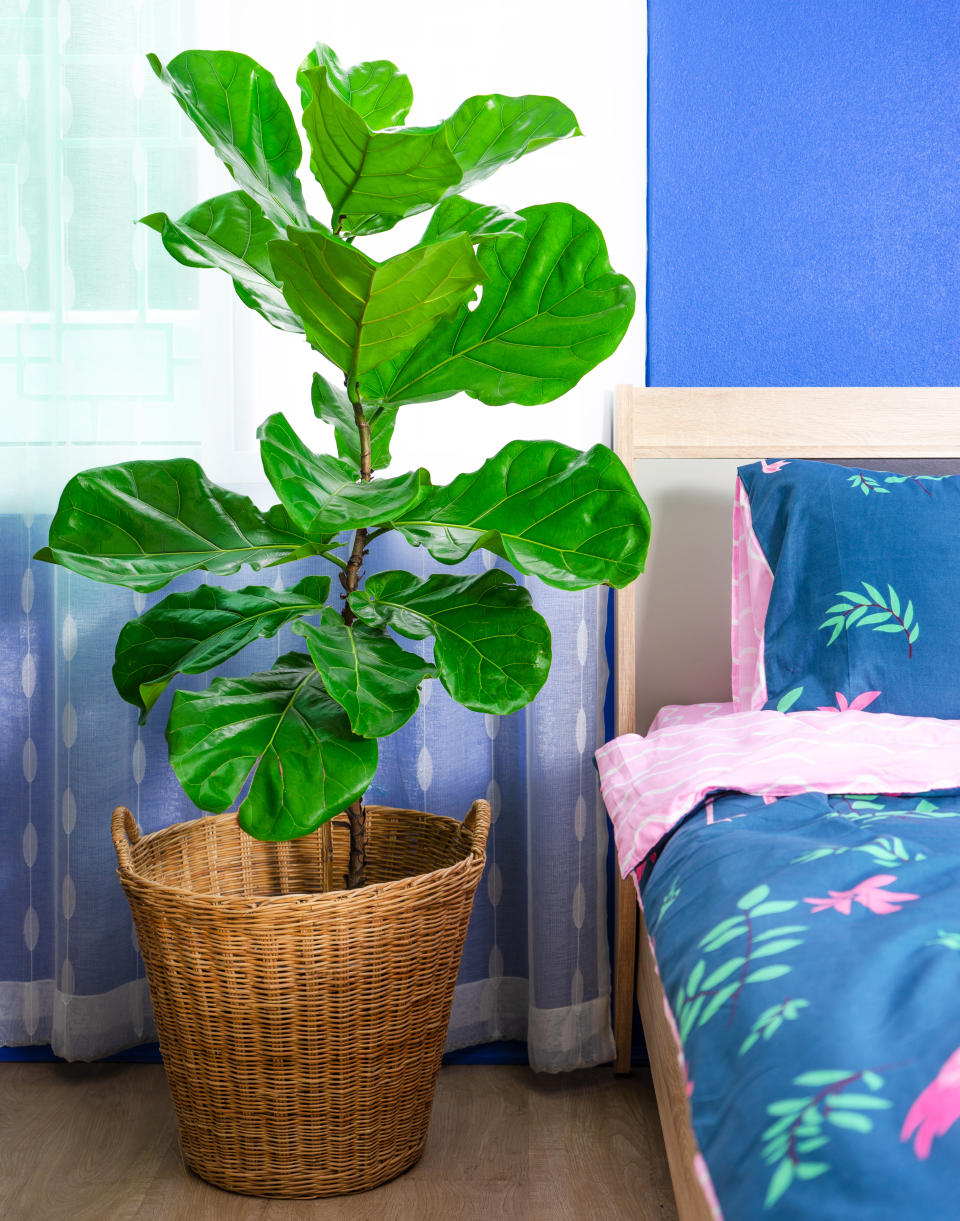 The <a href="https://amzn.to/2LuZET7" rel="nofollow noopener" target="_blank" data-ylk="slk:fiddle leaf fig;elm:context_link;itc:0;sec:content-canvas" class="link ">fiddle leaf fig</a> in a bedroom (Photo: Getty)