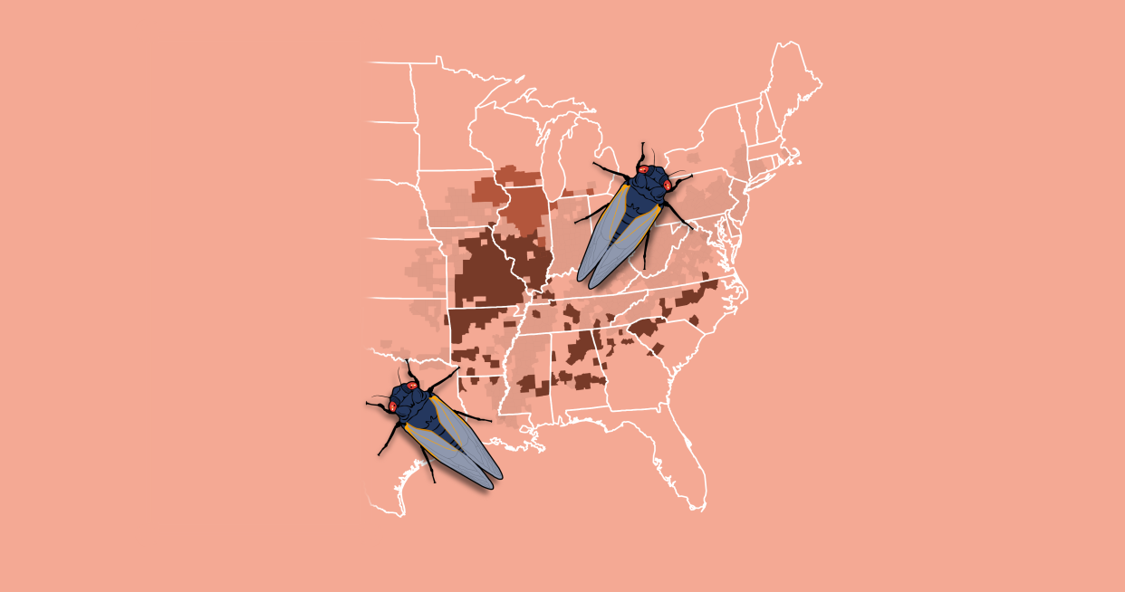 Map shows where trillions of cicadas will emerge in the U.S. this spring.