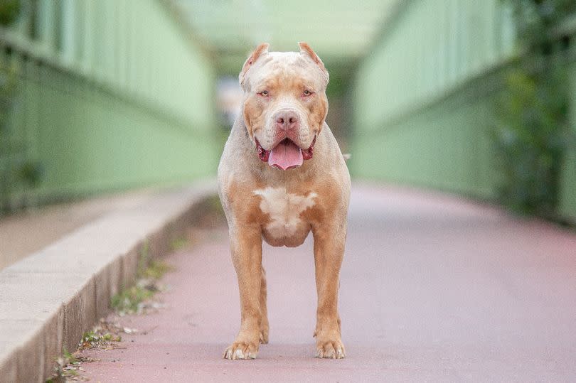 STOCK IMAGE - Elliott Arnold admitted he panicked after hearing that XL Bullies were to become a banned breed - and though his botched procedure could save his dog