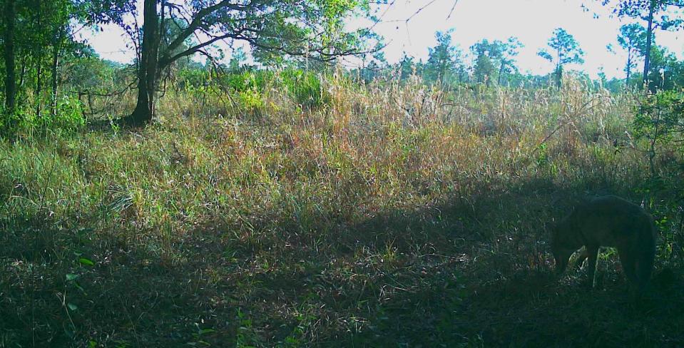 A coyote, far left, is tough to spot along a trail. COURTESY PHOTO