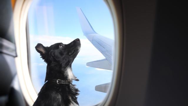 Have Dog, Will Travel: Tips for Flights