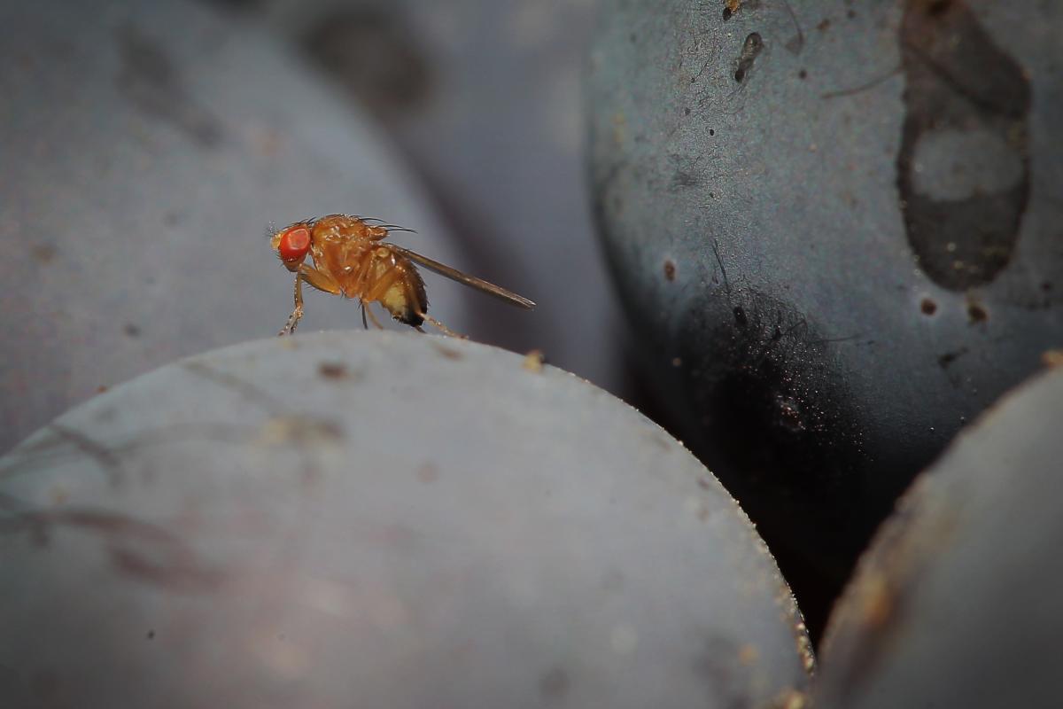 Caltech Scientists Discover Why Flies Are So Hard to Swat 