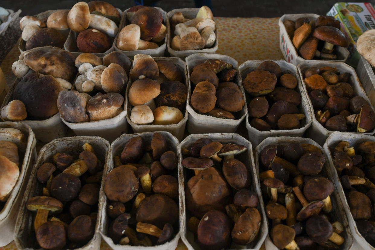 Pas touche aux champignons (Photo by Artur Widak/NurPhoto)