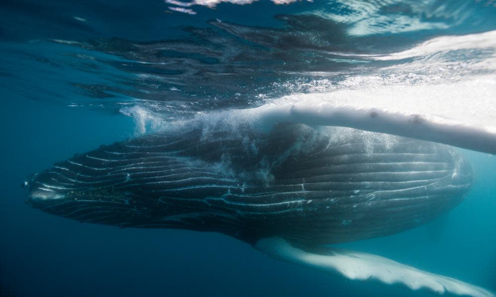 Humpback Whale, Megaptera novaeangliae, Socorro, Revillagigedo Islands, Mexico(GERMANY OUT) Humpback Whale, Megaptera novaeangliae, Socorro, Revillagigedo Islands, Mexico (Photo by Reinhard Dirscherl/ullstein bild via Getty Images)