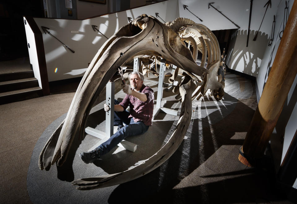 Conservator Nigel Larkin begins work to dismantle a 40ft juvenile North Atlantic whale skeleton, the largest artefact within the Hull Maritime Museum's collection. (Photo by Danny Lawson/PA Images via Getty Images)