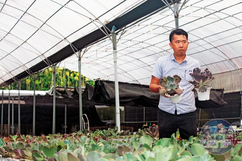 從小喜歡種植多肉植物，羅維振特別搭建了溫室，今年開始種植販售。