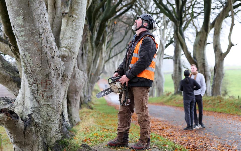 An independent specialist survey found that 11 trees, out of a total of 86, were in a poor condition