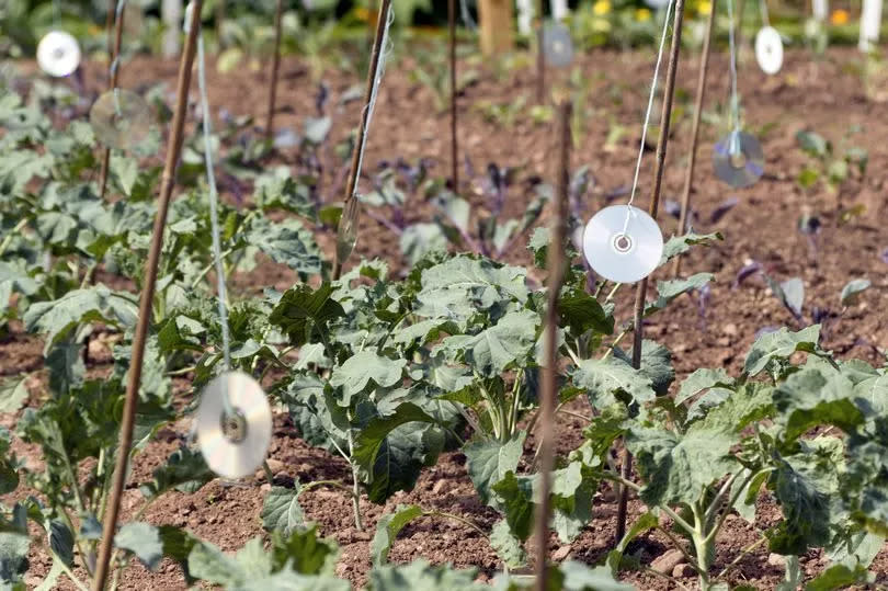 Unwanted CD's used to keep birds away from young crops