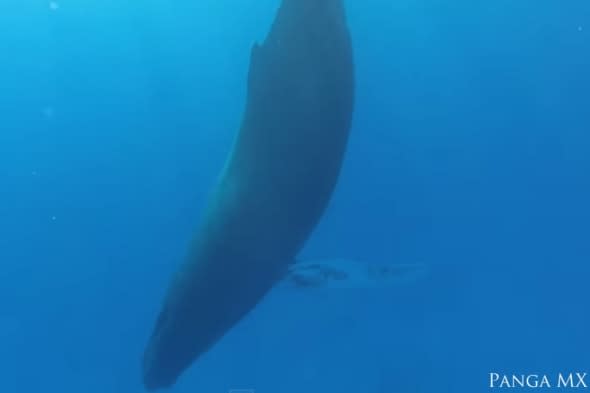 Sleeping humpback whale captured in rare footage