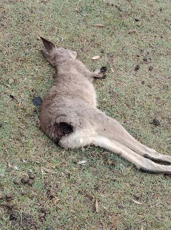 Some readers said that the attack was the work of a fox or wild dog because they often leave holes like that seen on the kangaroo. Source: Facebook