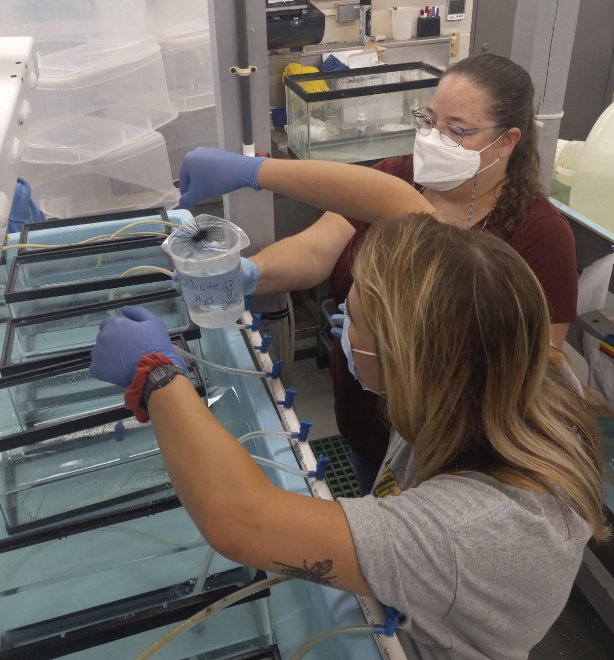 In this photo provided by researchers, University of South Florida researchers Mya Breitbart and Isabella Ritchie work with a sea urchin during a ciliate exposure experiment in the University of South Florida aquarium research facility in St. Petersburg, Fla., on July 7, 2022. A tiny single-celled organism is to blame for a massive die-off of sea urchins in the Caribbean in 2022, researchers reported Wednesday, April 19, 2023, in the journalScience Advances. (Makenzie Kerr/University of South Florida College of Marine Science via AP)