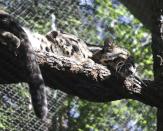 FILE - This undated image provided by the Dallas Zoo, a clouded leopard named Nova rests on a tree limb in an enclosure at the Dallas Zoo. The disappearance Monday, Jan. 30, 2023, of two emperor tamarin monkeys — named Bella and Finn — and the discovery that their enclosure had been cut were the latest in a string of odd events at the zoo over the last few weeks, which has included other cut fences, the escape of Nova and the suspicious death of an endangered vulture. (Dallas Zoo via AP, File)