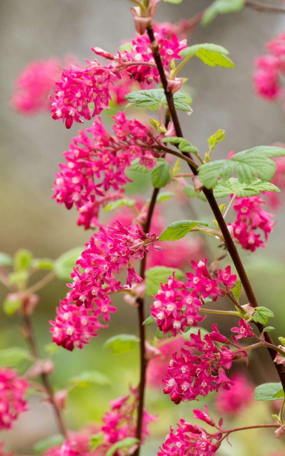 Flowering currantRibes sanguineum - Alamy