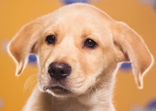 Chesnut, a 9-week-old Labrador retriever/Australian shepherd mix, loves to play and snuggle. (Photo by Keith Barraclough/DCL)