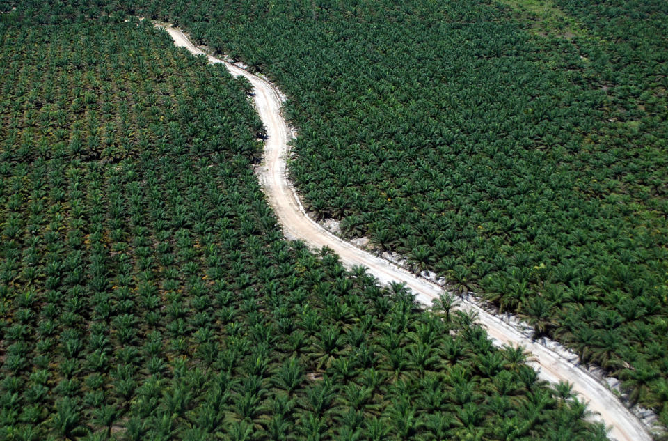 A road running through a palm plantation in Riau, Sumatra Island, Indonesia. (Photo: Antara Photo Agency/Reuters)
